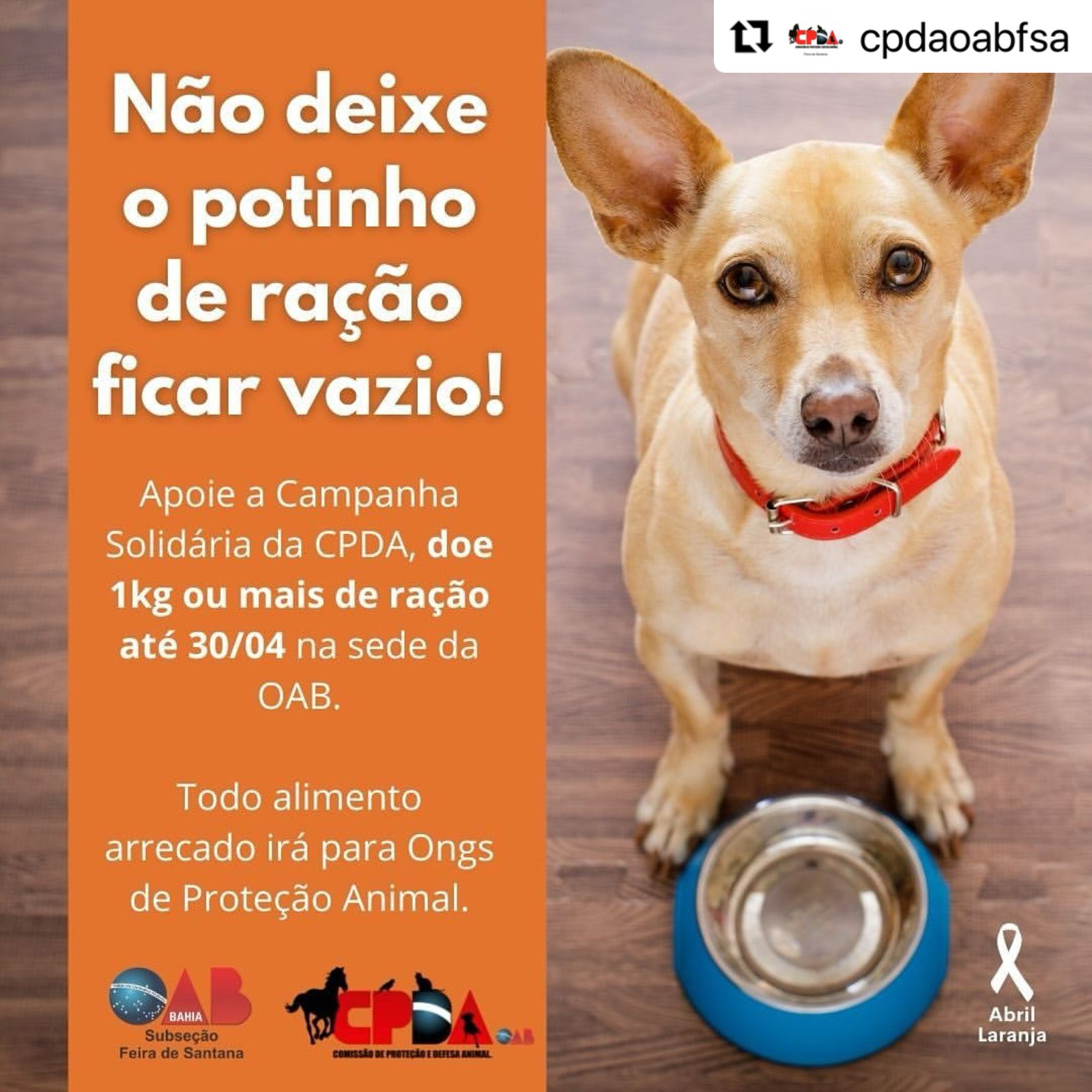 Comissão de Proteção e Defesa Animal da OAB Feira realiza campanha para arrecadação de ração para animais