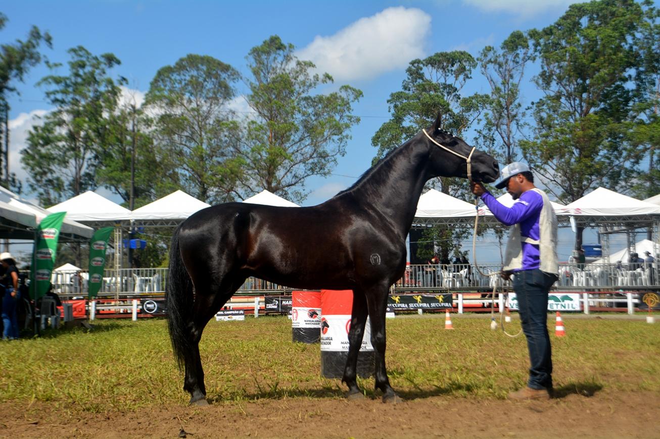 Inscrições de animais para 46ª Expofeira poderão ser feitas de 4 a 29 de agosto