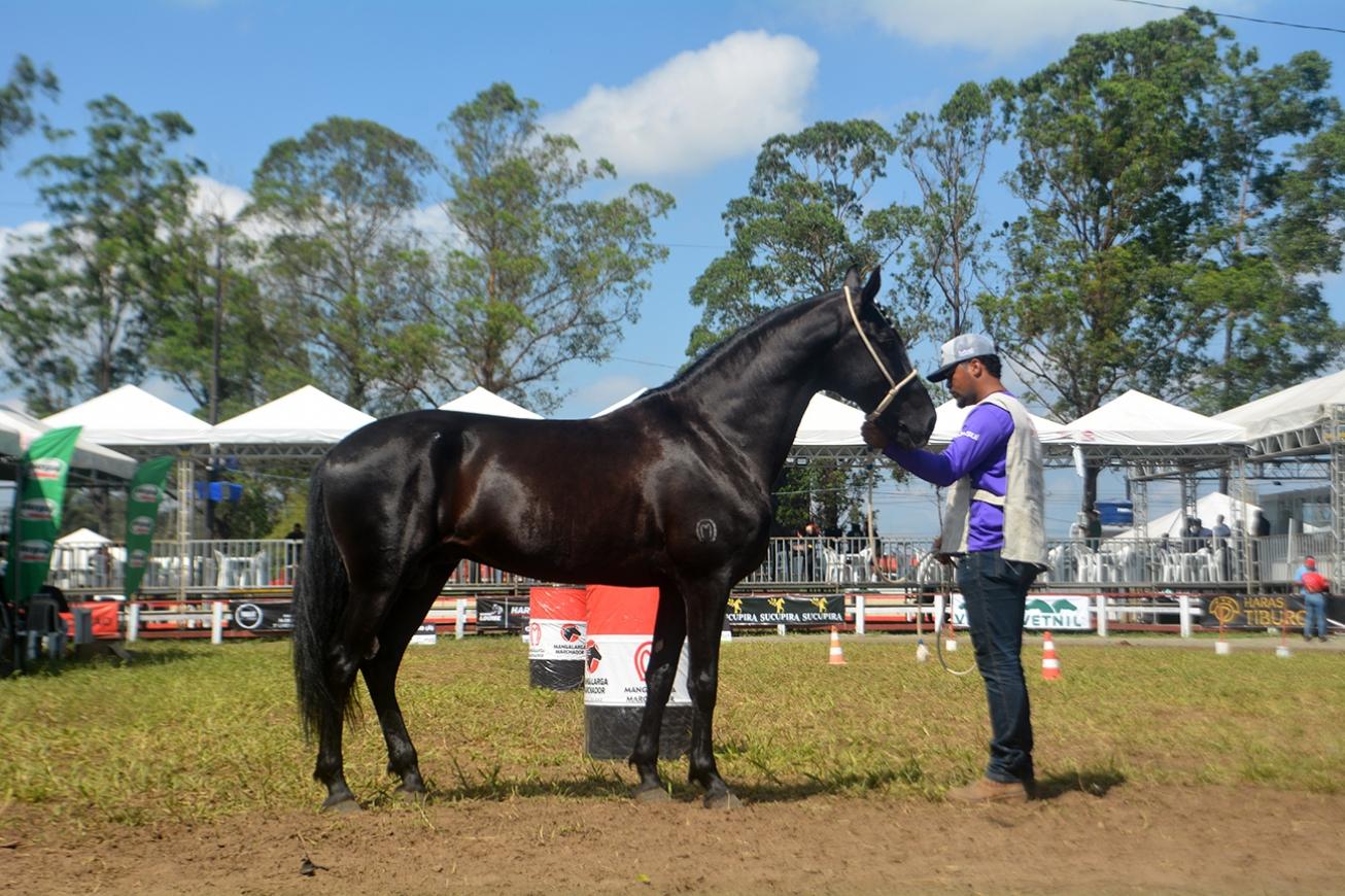 Expofeira 2025: Equinos e Bovinos Serão Estrelas em Programação Diversificada