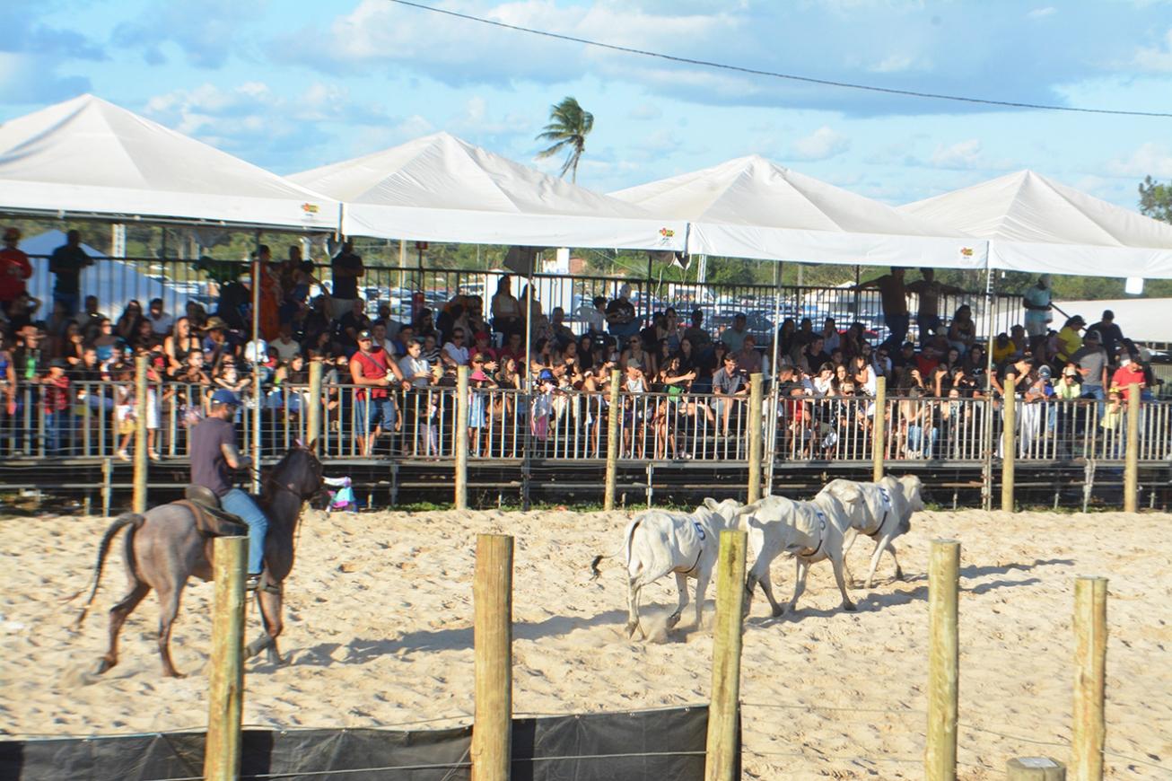 Etapa durante a Expofeira vai decidir Baiano de Team Penning e grande campeão da temporada