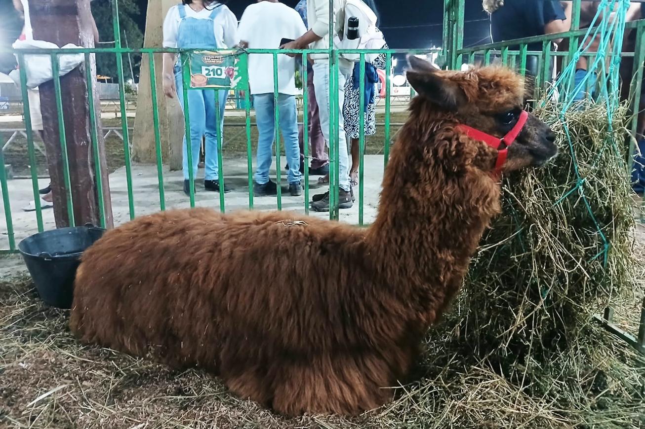Alpacas e lhama encantam visitantes de todas as idades durante a 47ª Expofeira