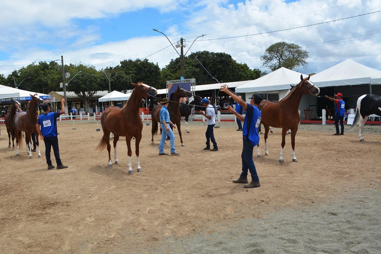 Julgamento de raças movimenta a Expofeira e destaca qualidade dos animais