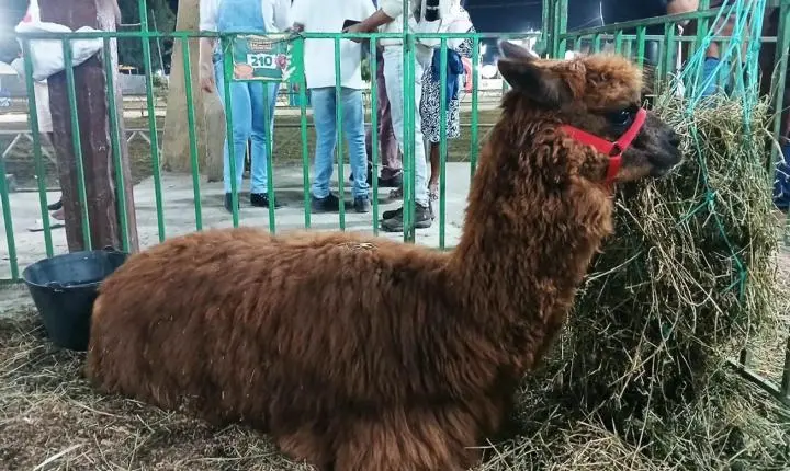 Alpacas e lhama encantam visitantes de todas as idades durante a 47ª Expofeira