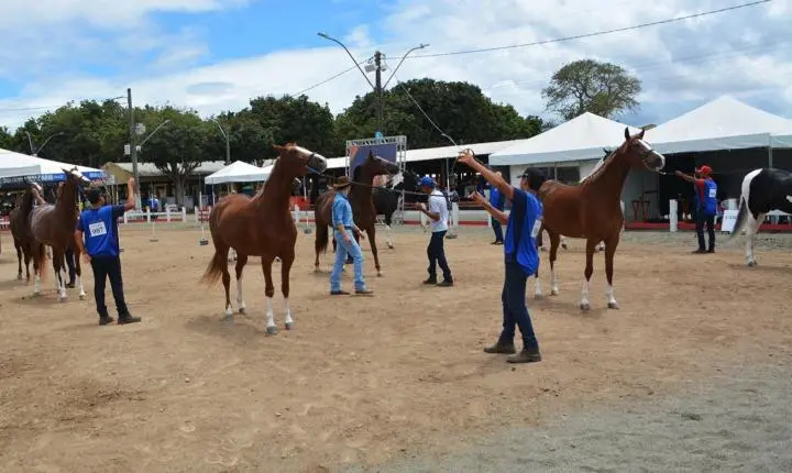 Julgamento de raças movimenta a Expofeira e destaca qualidade dos animais